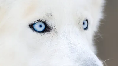 Обои на рабочий стол Сибирская собака хаски с голубыми глазами на  абстрактном фоне, обои для рабочего стола, скачать обои, обои бесплатно