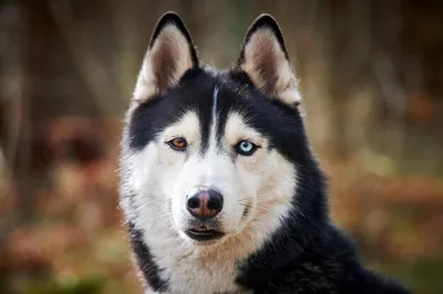 Собака хаски с большими голубыми …» — создано в Шедевруме