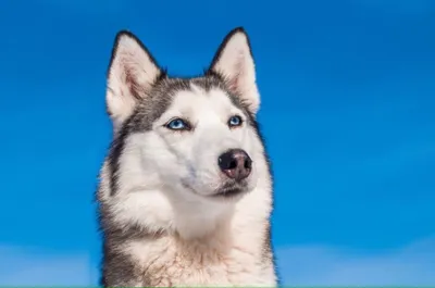 Сибирская собака Хаски с голубыми глазами на поводке Стоковое Фото -  изображение насчитывающей смешивание, эскимос: 161177750