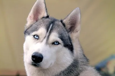 Собака Хаски с голубыми глазами найдена в Домодедово. | Pet911.ru