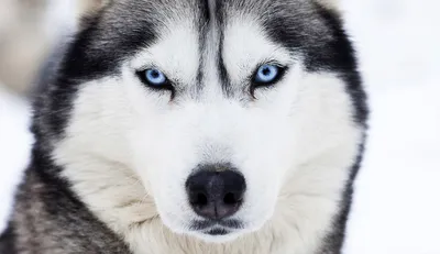 Собака Хаски С Голубыми Глазами Изолирована На Белом Фоне Вид Сбоку —  стоковые фотографии и другие картинки Без людей - iStock