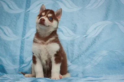 Хаски. Красивая собака с голубыми глазами - YouTube