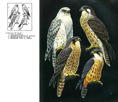 Семейство Соколиные (Falconidae) | это... Что такое Семейство Соколиные  (Falconidae)?