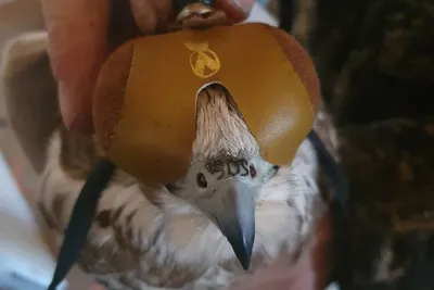 В Татарстане в первый полет отправились птенцы краснокнижных соколов-балобанов  – KazanFirst