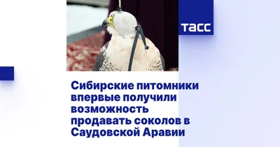 Люди и птицы или «Евразийский учет птиц -2023» | Русское географическое  общество