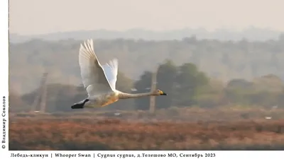 В небе над Костромской областью можно встретить самую быструю птицу в мире  - Logos44