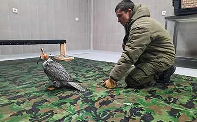 Охота на соколов: как редких птиц вывозят из России в арабские страны - ТАСС