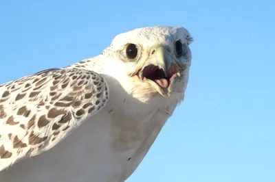 Семейство Соколиные (Falconidae) | это... Что такое Семейство Соколиные  (Falconidae)?