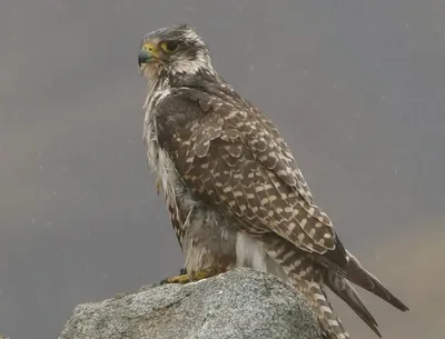 Любители птиц - Турумти, или красношейный #сокол / Red-necked #falcon (лат.  Falco chicquera) Вид хищных птиц рода соколов. Средних размеров сокол  длиной 30—36 см с размахом крыльев до 85 см. Населяет степи,