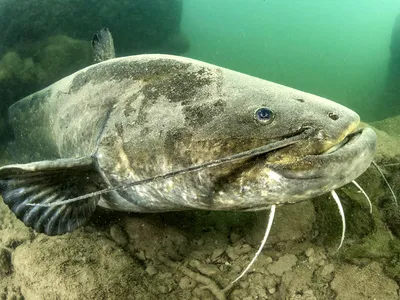 Сом обыкновенный, рыба семейства сомовых, Silurus glanis