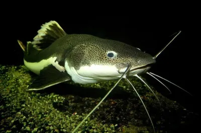 Чудо-рыбу будут выращивать в Нижегородской области | Нижегородская правда