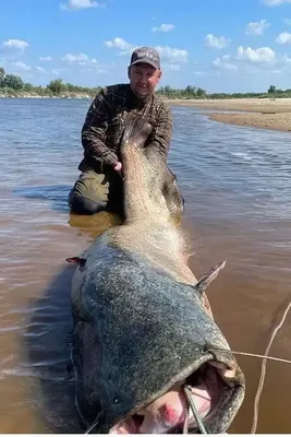 В Ядринском районе юный рыбак поймал огромного сома. Вес рыбы составил 52  килограмма, а длина 193 сантиметра. ⠀ 9 августа 12-летний Игнат… | Instagram
