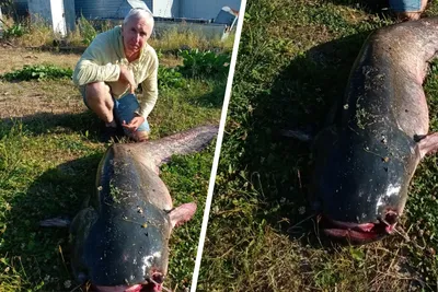 Сом Все виды рыбы способы и места ловли в водоемах Ленинградской области