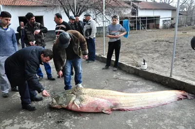 Сом Рыбалка Свежей Рыбы На Деревянный Стол. Фотография, картинки,  изображения и сток-фотография без роялти. Image 30305044