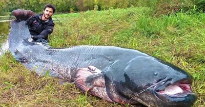 Сома и сига нельзя будет ловить в Беларуси с 1 ноября - Минская правда