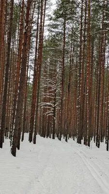 Странные сосны в лесу | Пикабу