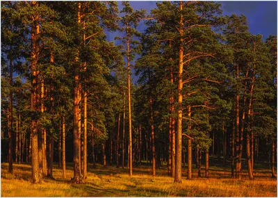 Сосновый лес / сосны, освещенные солнцем