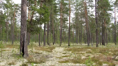 Файл:Сосны в лесу Качкарка.jpg — Википедия