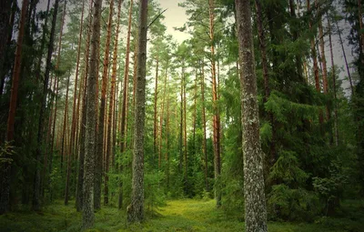 Высокие сосны в лесу стоковое изображение. изображение насчитывающей  ландшафт - 138081125