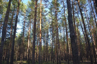Лес Сосны Сосна - Бесплатное фото на Pixabay - Pixabay