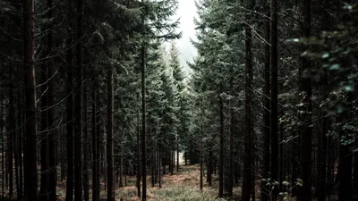 Сосновые деревья - 67 фото