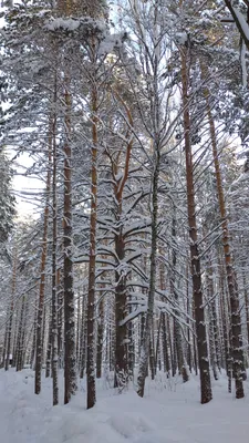 Цепляющиеся за жизнь сосны, или Карельский лес в 3-х часах от Москвы | Два  плюс два | Дзен