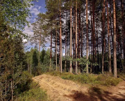 Сосна в лесу сосны. Лето в лесу Стоковое Фото - изображение насчитывающей  день, финско: 214038070