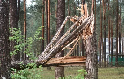 Ниже Сосны В Лесу Осенью Глядя Вверх Осенью Сосна Хвойная Лесная Древесина  Сосна На Фоне Неба — стоковые фотографии и другие картинки Без людей -  iStock