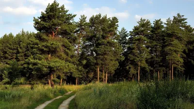 Высокие сосны в лесу с голубым небом Стоковое Фото - изображение  насчитывающей древесины, валы: 162539204