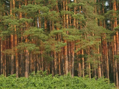 Сосновый лес / сосны лес песок