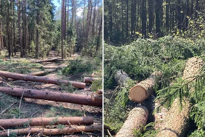 Сосна-королева израильского леса и предмет постоянных споров.