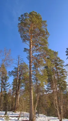 Сосновые леса Рязанской области | Rznp.ru