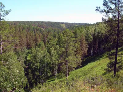 В Северном лесу Воронежа больные сосны заменят на лиственные деревья