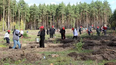 Пушные звери, сосны и ковыль: Бань Чао и Гэн Куй в \"Западном крае\" |  Русское географическое общество