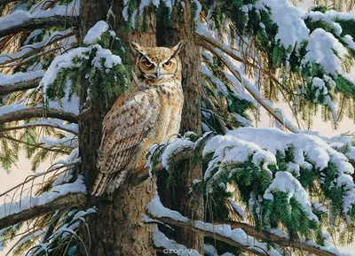 Сова в лесу Неясыть длиннохвостая, Ural owl - YouTube