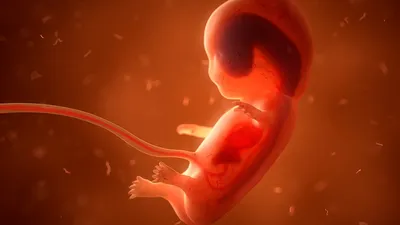 Сперматозоиды: что следует знать о них — Reprolife