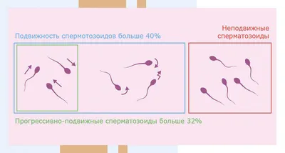 Ответы Mail.ru: Есть ли разум у сперматозоида?