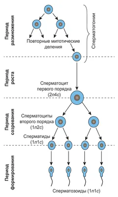 Принцип сперматозоида, Михаил Литвак – скачать книгу fb2, epub, pdf на  ЛитРес