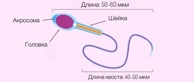 Сперматозоиды: что следует знать о них — Reprolife