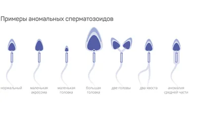 19. Строение и образование половых клеток