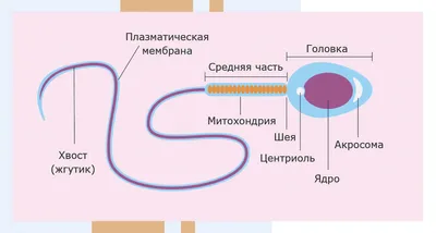 Как сперматозоид добирается до клетки? — 1 ответов | форум Babyblog