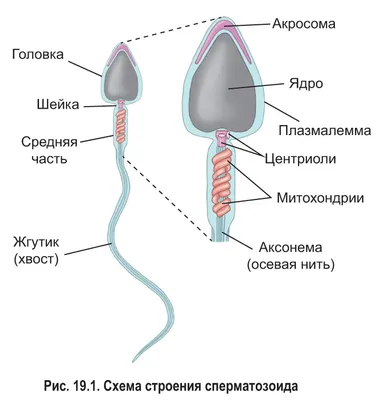 Удивительные факты о сперматозоидах, которые вы должны знать