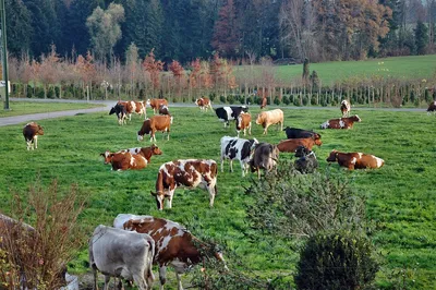Коровы Стадо Коров Пейзаж Сельское - Бесплатное фото на Pixabay - Pixabay