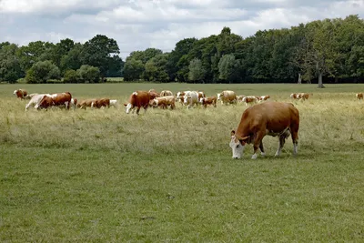 стадо коров стоит аккуратно в ряд рядом друг с другом на краю зеленой  луговой группы коров, собирающихся в поле Стоковое Фото - изображение  насчитывающей молокозавод, табун: 213988450