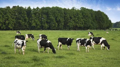 стадо коров идут по дороге Stock Photo | Adobe Stock