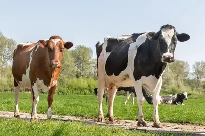 Фермер сдал все стадо дойных коров-итог | Сельская Жизнь | Дзен