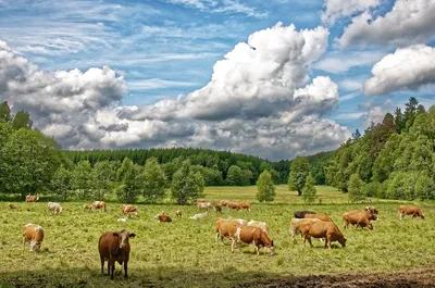 стадо коров на пастбище Stock Photo | Adobe Stock