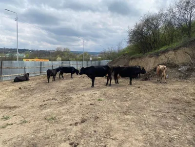 стадо коров: 2 тыс изображений найдено в Яндекс Картинках
