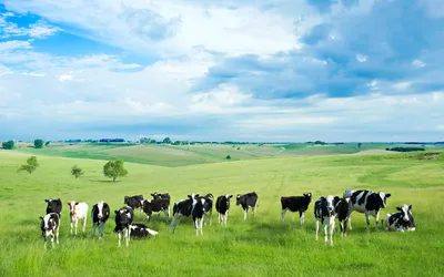 Стадо коров стоит в поле. | Премиум Фото