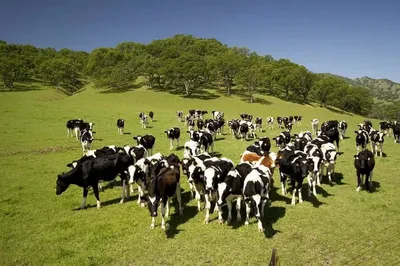 За год стадо коров Удмуртии сократилось на 583 головы — Агропром Удмуртии
